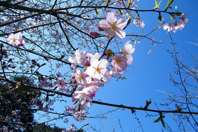2015賞櫻情報-花蓮吉安鄉
